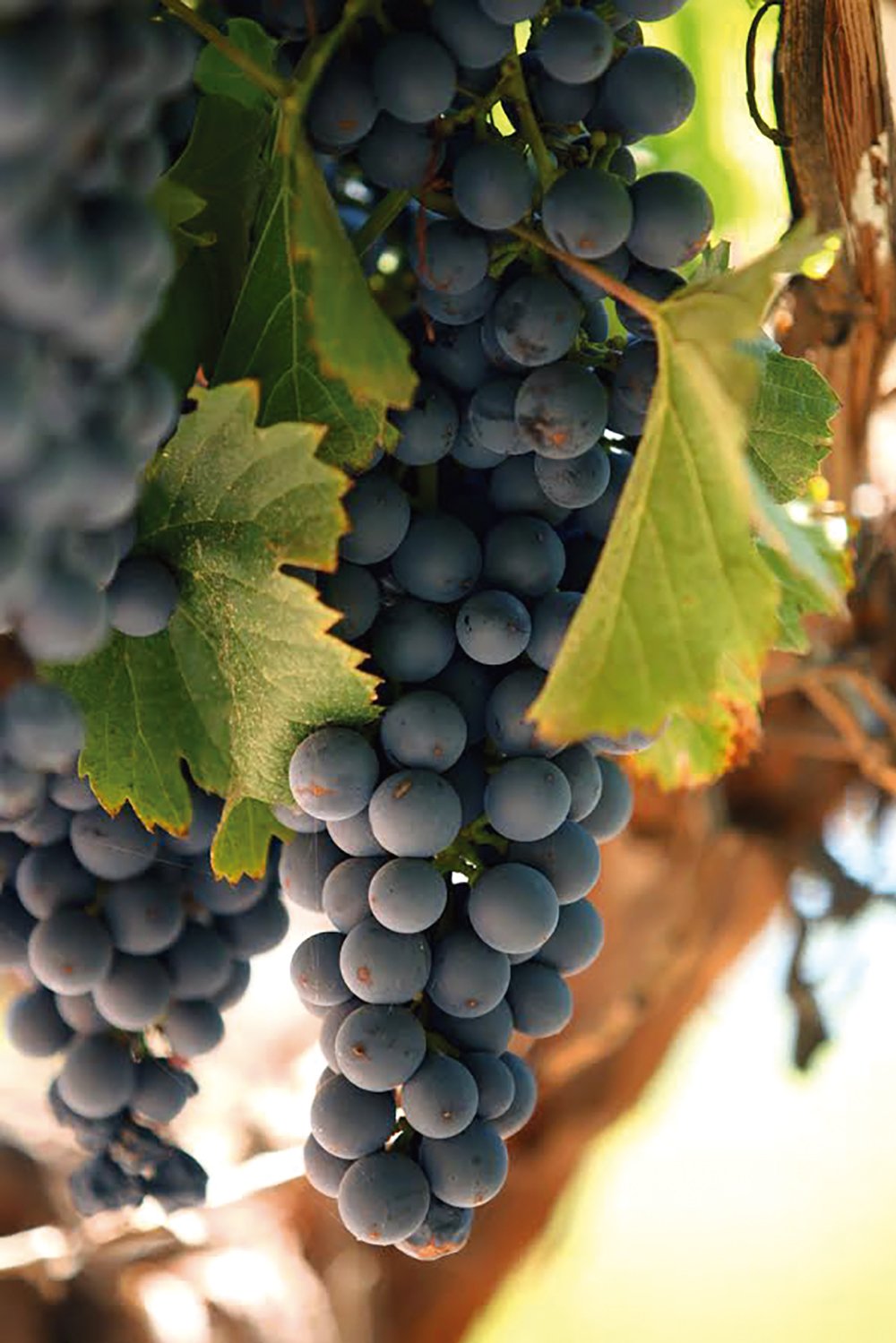 uvas-gastronomia uvas-gastronomia