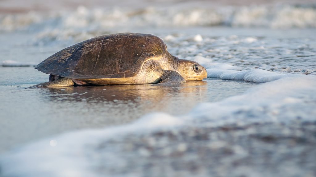 Tortugas