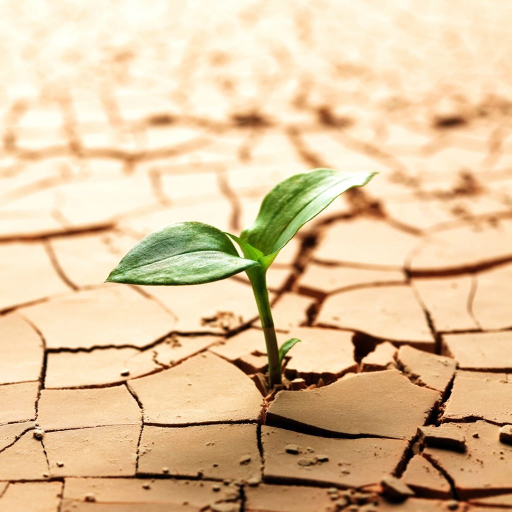 Plant in dried cracked mud