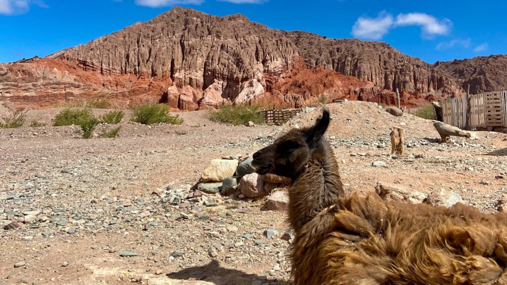 Una llama bajo el sol del Valle Calchaquí, parte del paisaje cotidiano de Cafayate.